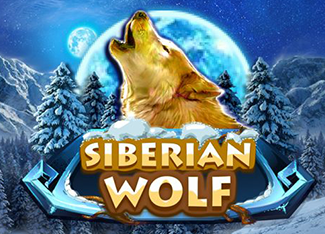 Siberian Wolf